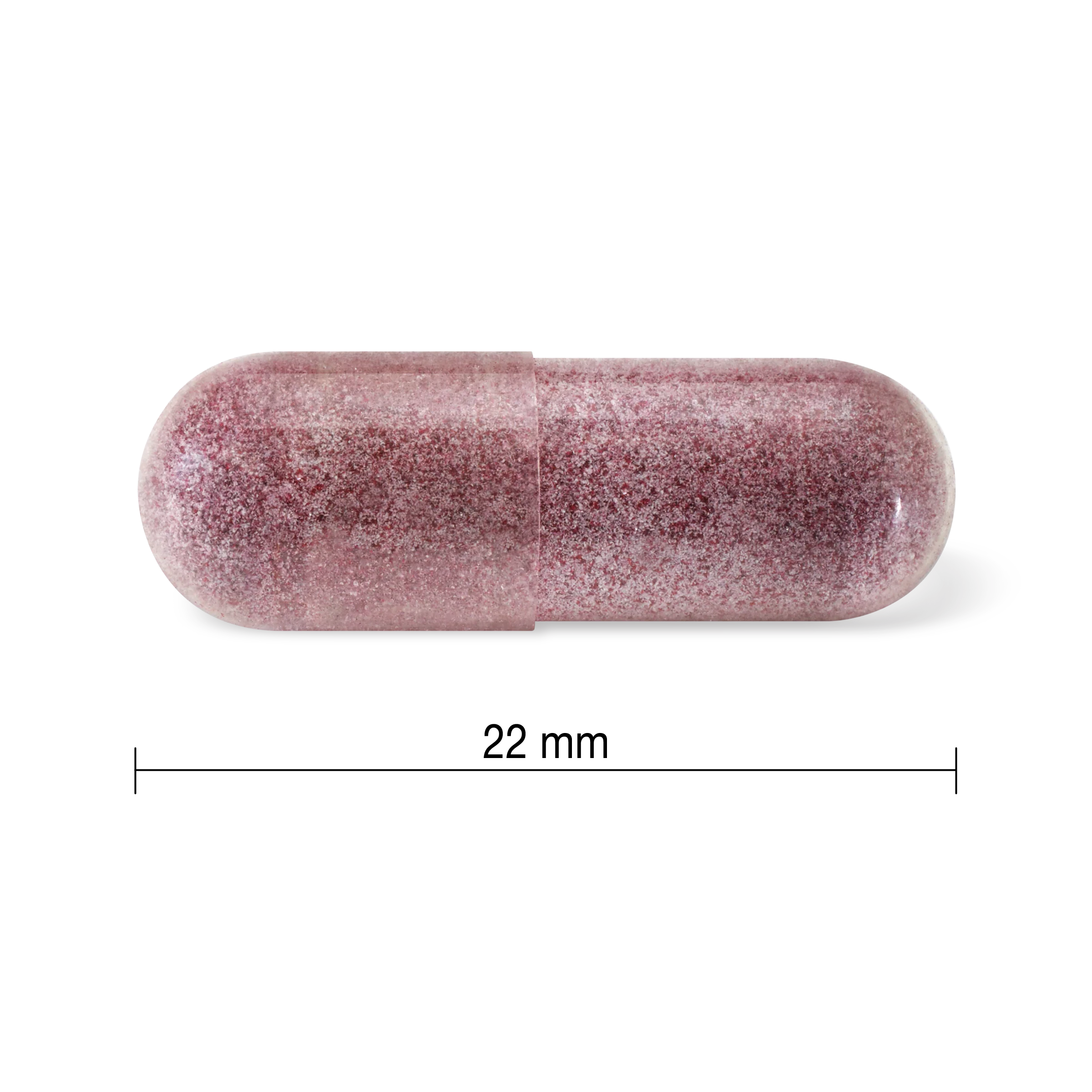 Black Elderberry - Image 4